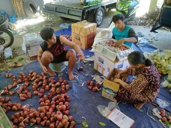 Petani memilah jambu citra yang akan dijual ke luar kota. Wilayah Jabodetabek menjadi salah satu pasar jambu citra dari Desa Menawan (24/4/2021). 