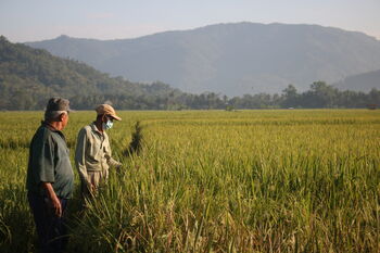 Area persawahan di Desa Wonocoyo, Kecamatan Panggul, Kabupaten Trenggalek, Jawa Timur.