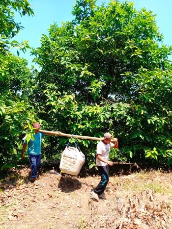 Petani mengangkut hasil panen jambu citra di Desa Menawan. Jambu citra dapat dipanen tiga kali dalam setahun (24/4/2021). 