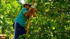 Jambu citra, primadona pertanian Desa Menawan