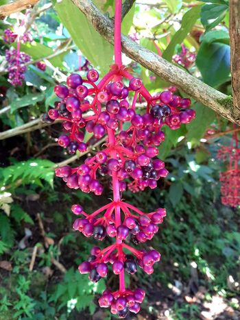 Buah Parijoto (Medinilla speciosa, B.) di kebun milik Sutrimo di hutan Desa Colo, Kecamatan Dawe, Kabupaten Kudus