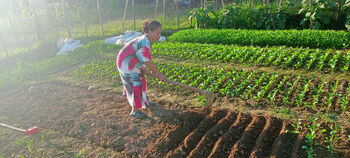 Bagi Marwah, mencangkul membuat bedengan sawah untuk area tanam sayur merupakan hal yang biasa dan mudah, (3/6/2021).