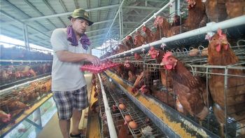Dari maggot sampai telur ayam: usaha BUMDes Wargakerta raup untung di masa pandemi