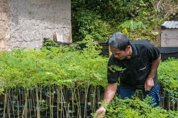 Warga juga menjual bibit kelor untuk menambah penghasilan keluarga selain dari hasil kebun mereka.  