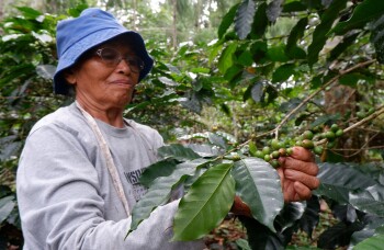 Berharap Tuah dari Kopi
