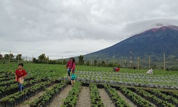 Agrowisata di bawah pengelolaan BUMDes Lohjinawi, Kerinci ini menjadi pundi bagi masyarakat dan desa. 