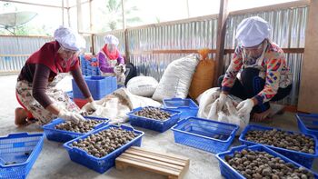 Produksi kemiri yang tinggi dari Desa Ranga mampu menyedot tenaga kerja desa. Kini, melibatkan peranan BUMDes untuk mendongkrak kemampuan produksi dan pemasarannya.