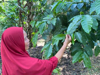 Selama ini Desa Batu Ampar terkenal sebagai salah satu penghasil kopi robusta dari Bengkulu. Tangan-tangan kreatif Kelompok Perempuan Alam Lestari (PAL) menjadikan potensi ini sebagai nilai tambah ekonomi. 