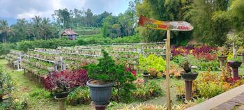 Pengunjung bisa menikmati berbagai sarana dan suasana desa alami di Saung Ciburial yang dikelola oleh BUMDes Bina Laksana, Kabupaten Garut. 