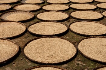 Beras Premium BUMDes Karang Jaya Laksana