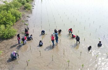 Masyarakat dan anak-anak muda Desa Bababinanga tengah menanam mangrove untuk merehabilitasi kawasan pesisir. 