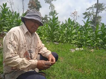 Tanaman tembakau menjadi tanaman utama bagi petani saat musim kemarau. 