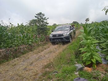 Petani tembakau bekerja sehari-hari di kawasan sekitar lereng Gunung Sumbing. 