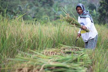 Talukung adalah bentuk ketahanan pangan. Tempat warga desa menyimpan padi hingga masa panen selanjutnya.

