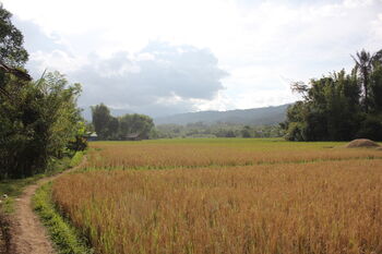 Hamparan sawah di Desa Hono, Luwu Utara, Sulawesi Selatan sebagai tulang punggung bagi kehidupan warganya. 