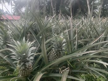 Hamparan buah nanas mudah dijumpai di Desa Lendang Nangka Utara, Lombok, Nusa Tenggara Barat. Terkendala harga murah dan pemasaran. 