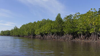 Kawasan Mangrove yang masih terjaga menjadi salah satu modal bagi pengembangan wisata Desa Torosiaje, Gorontalo. 