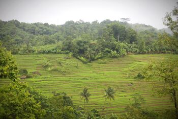 Desa Bantar Agung mengembangkan area sawah organik seluas 3 hektar. Menjadi contoh pengembangan sawah yang lebin ramah lingkungan. 