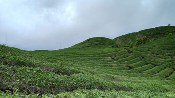 BUMNag Sejahtera Mandiri berencana mengembangkan agro wisata kebun teh sebagai salah satu sumber meningkatkan ekonomi masyarakat sekitar. 