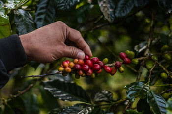 BUMDes Megamendung Jaya ikut mendongkrak potensi kopi yang berasal dari wilayah Bogor. Mendorong komoditas kopi masuk pasar ekspor.