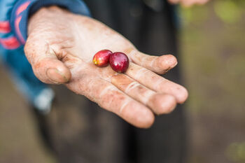 Perkebunan kopi yang berada di desa bisa menjadi produk bagi BUMDes untuk ikut mendorong kesejahteraan para petaninya. 