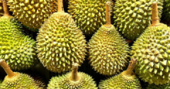 Kolaborasi Dua BUMDes Kembangkan Agrowisata Durian