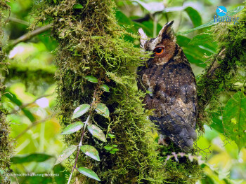 Kicauan Burung Dari Desa Sugihmukti