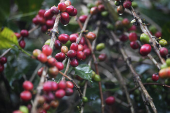 Secangkir Kisah Kopi Dari Desa Gombengsari