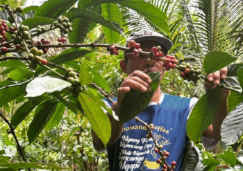 Kopi sudah menjadi tulang punggung sebagian besar masyarakat warga Desa Gombengsari, Banyuwangi, Jawa Timur. 