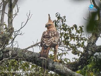 Elang Jawa hidup secara alami di kawasan hutan Desa Sugihmukti, Kabupaten Bandung. Menjadi daya tarik pengamatan burung sekaligus wisata pendidikan konservasi.