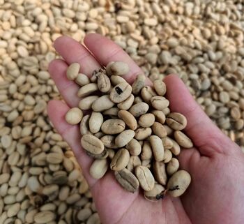 Kopi Pyconon menjadi produk kopi dari Desa Sugihmukti, Kabupaten Bandung. 
