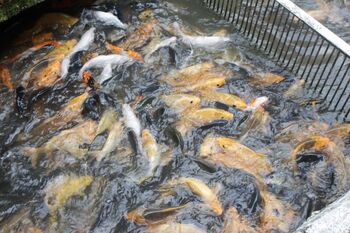 Berbagai jenis ikan tawar mengisi keramba milik warga Desa Bendungan, Ciawi, Kabupaten Bogor. 