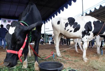 Sapi berkualitas menentukan tingkat produktivitas hasil susu perahan. 