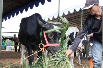 Kredit Sapi Tanpa Bunga