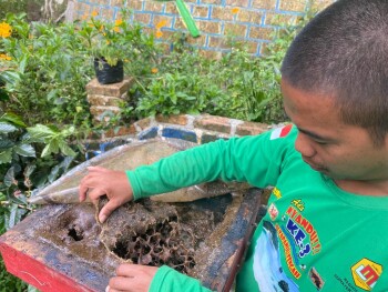 Rantai Madu dari Penakluk Lebah si Pemburu Cuan