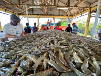 BUMDes Damai Jaya: Gurihnya Bisnis Udang