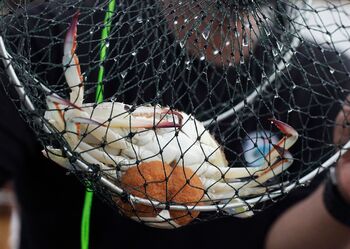 Pembenihan kepiting menjadi salah satu kunci penting untuk mendongkrak budidaya kepiting oleh masyarakat. Tak hanya bagi budidaya kepiting di tambak tapi juga cara inovasi melalui vertical crab house. 