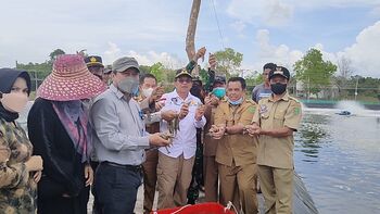 Udang vaname menjadi salah satu komoditas udang ekspor yang kini dikembangkan oleh Indonesia. 