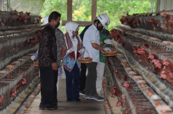 BUMDes Sedulang Jaya, Kabupaten Belitung Timur mendirikan peternakan ayam untuk memasok kebutuhan telur sekaligus mengatasi ketahanan pangan warga desanya. 