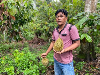 Durian Takengon Terbang ke Pasar Tiongkok