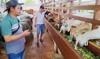 Yuda Yusuf Danial mendampingi peternakan BUMDes Panji Boma agar peternakan kambing perah ini semakin berkembang dan produktif.