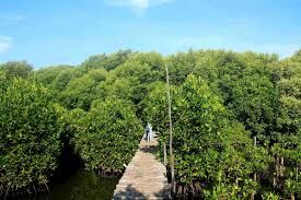 Desa Mendalok, Kalimantan Barat memiliki kawasan mangrove yang lestari seluas 10 hektar dan dikelola oleh BUMDes. 