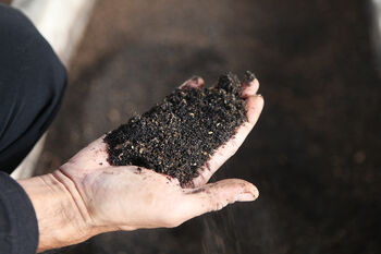 Kotoran maggot juga menghasilkan pupuk organik yang sangat baik untuk memenuhi kebutuhan pupuk pertanian. 