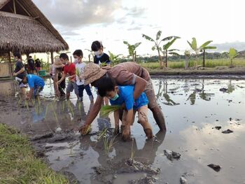 BUMDes Kertasari Utama, Kertalangu, Bali hadirkan wisata desa budaya lewat praktik pertanian sawah yang diminati oleh anak-anak. 