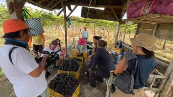 Budidaya anggur menjadi tulang punggung petani di wilayah Bali Utara. 