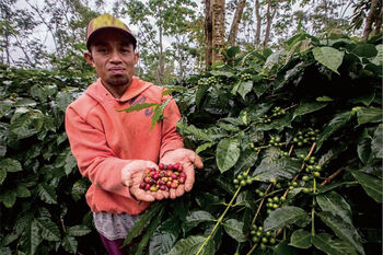 Komoditas kopi menjadi salah satu produk yang dihasilkan dari hutan desa Labbo yang terkelola dengan baik melalui peranan BUMDes Ganting. 