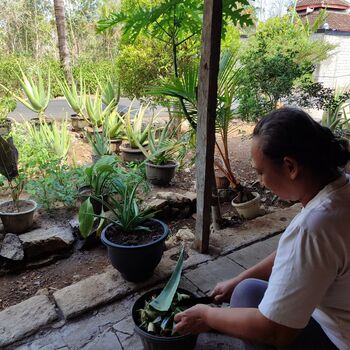 Lidah buaya bisa dibudidayakan di lahan terbatas dan bisa menjadi potensi ekonomis bagi keluarga. 