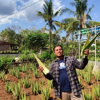 Lidah Buaya: Menghidupkan Geliat Ekonomi Desa Di Gunungkidul