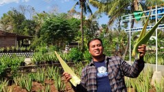 Lidah Buaya: Menghidupkan Geliat Ekonomi Desa Di Gunungkidul