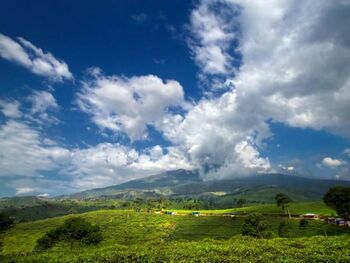 Desa Kemuning berada di area perkebunan teh yang menghijau di kaki Gunung Lawu, Karanganyar, Jawa Tengah. 